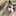 *ねこねこ* *ねこねこ*