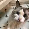 ＊ねこねこ＊