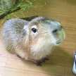 考えるカピバラ