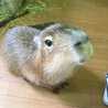 考えるカピバラ