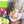 松野夏季
