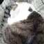 ハチワレねこ