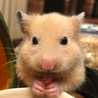 mogmogハムハム
