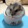 はむ☆たろ はむ☆たろ