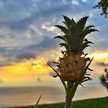 Aloha☆SKH