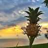 Aloha☆SKH