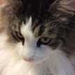 Benga
