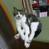 minche