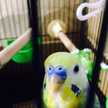 インコピロ