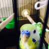 インコピロ