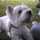 dog.ear