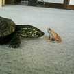 ろーらんど