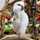 俺様インコ 俺様インコ