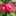 花鳥舞 花鳥舞