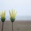 みつはっち
