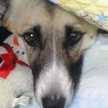 beruhime