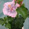 妃紅pink