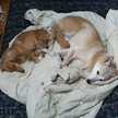 byakurendogs