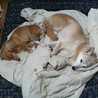 byakurendogs