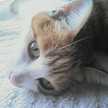 ciao_peach