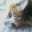 ciao_peach