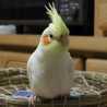 ツインママかいちゃん