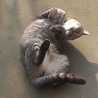 ＊あゆ☆ねこ＊
