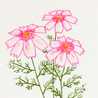 RosyPosy29