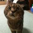 びばびーばー
