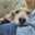 may♪dog