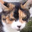 猫好きの高校生