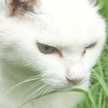 whisker