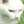 whisker