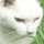 whisker whisker
