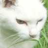 whisker