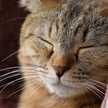 Katze2525