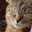 Katze2525