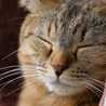 Katze2525