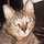 Cattyman