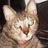 Cattyman