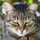 山猫おやじ 山猫おやじ