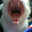 あおもも08