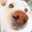 hachic0n