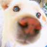 hachic0n