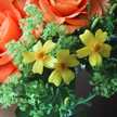 HappyMd