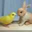 うさぎと黄色いことり