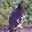 halcon7
