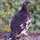 halcon7