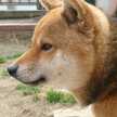 A型ﾁｬﾝ