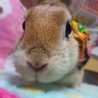 あんかめーぬ あんかめーぬ